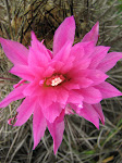 flor de cactus chileno