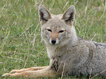 Fauna de Torres del Paine