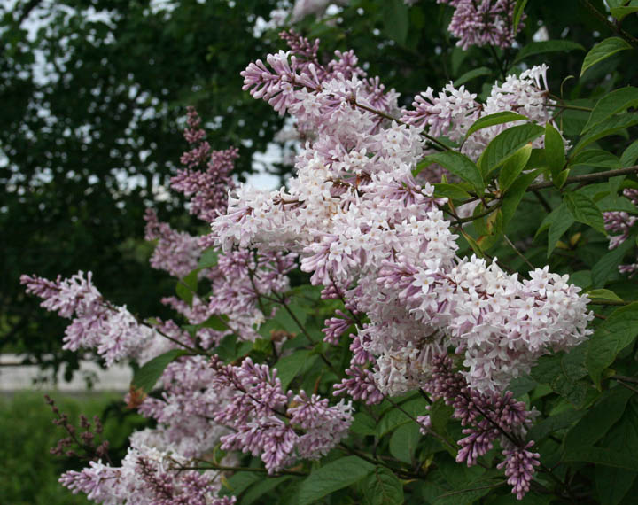 Baldwin Nurseries Perennials, shrubs, trees for Nova Scotia Gardeners