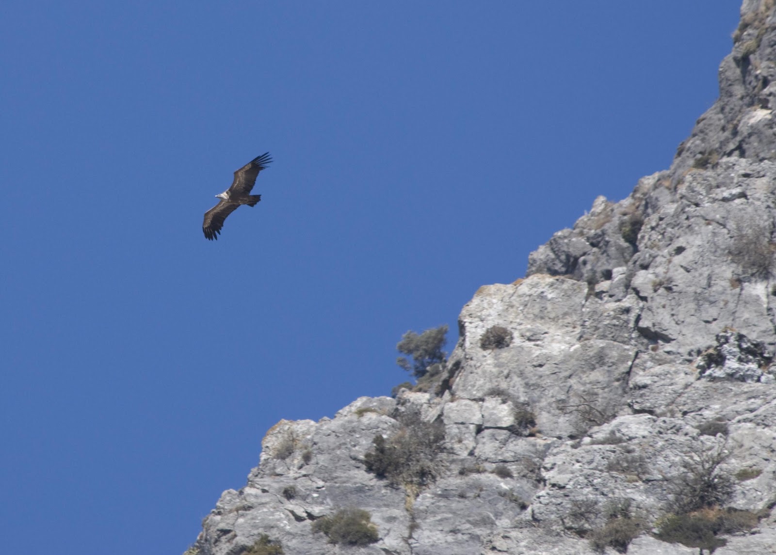part-time Naturalist: Griffon vultures (Gyps fulvus L.) - Kourtaliotiko ...