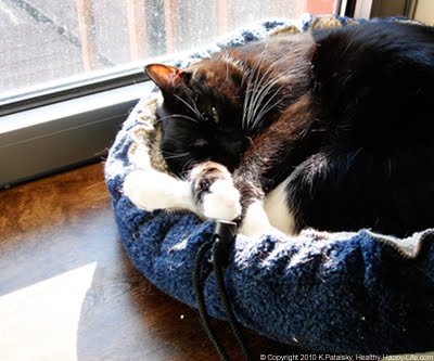 [kitty-sunbeam-4.jpg]