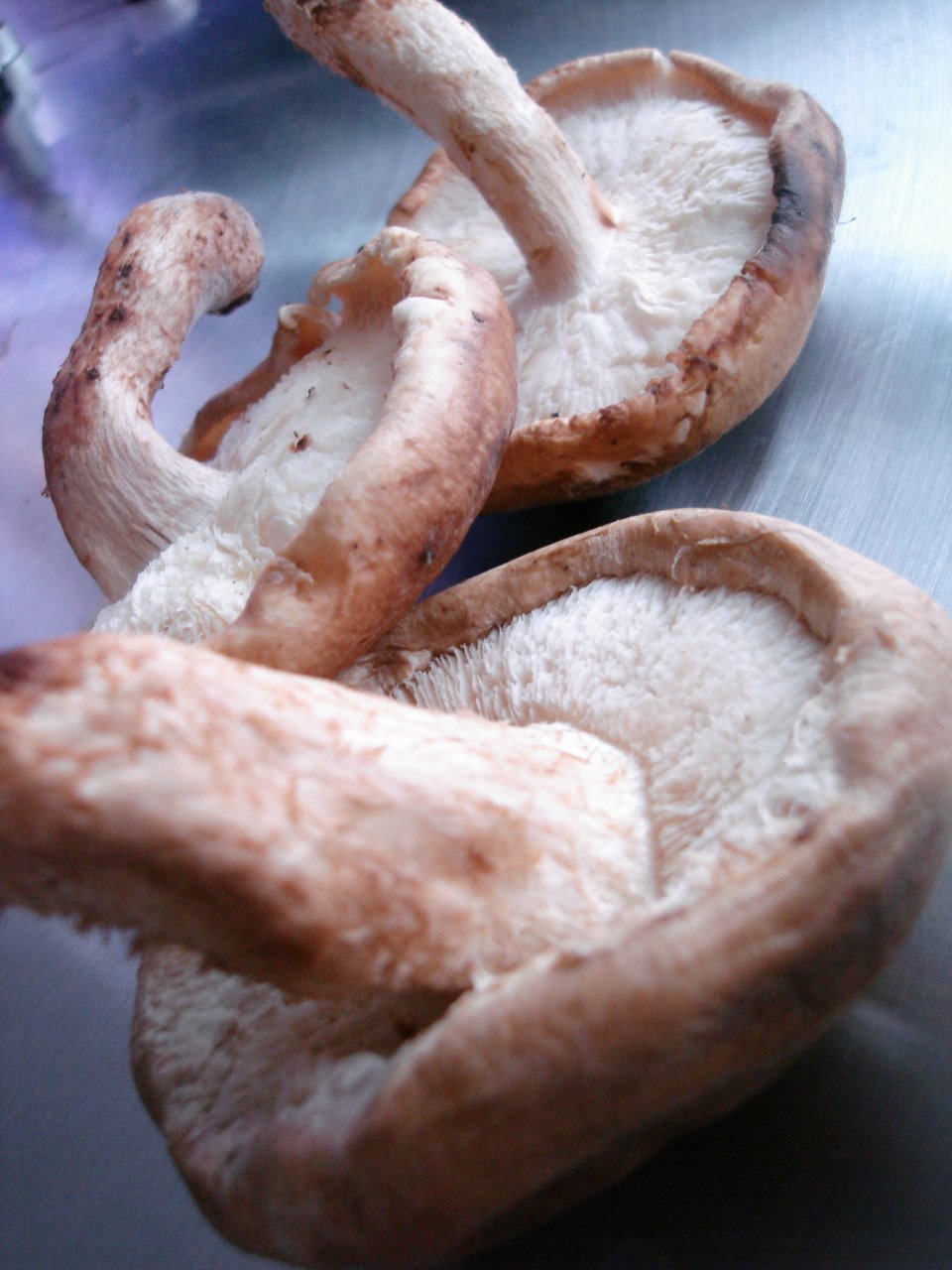 [shroombagel12109.jpg]
