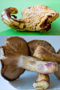 [chanterelle-bluefoot200.jpg]