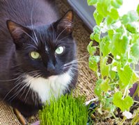 [nelly-kitty-garden-200.jpg]