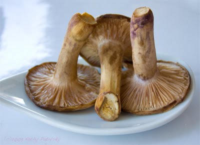 [bluefoot-mushroom-9-400.jpg]