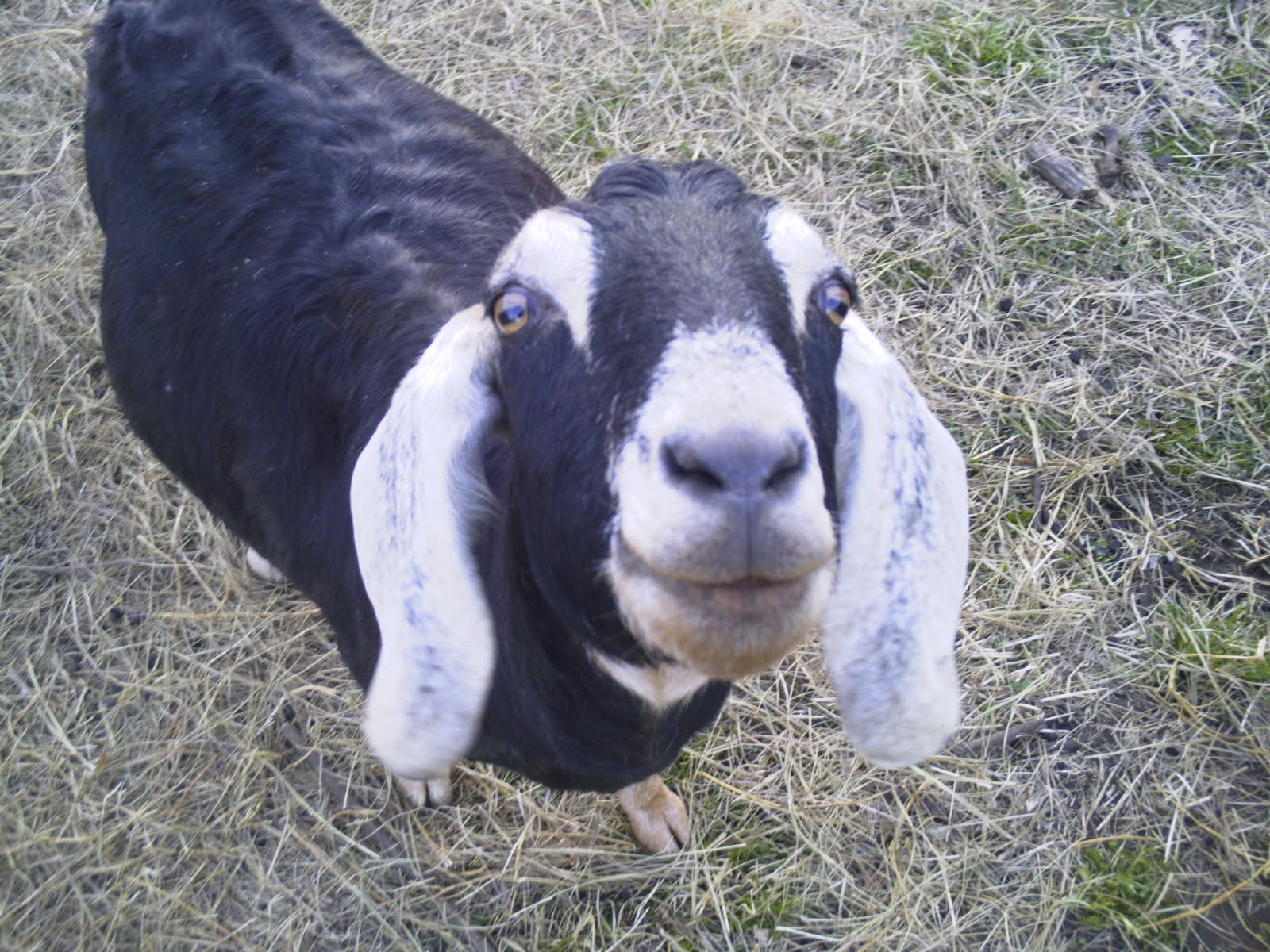 Goats in the Garden Taking Dym Home