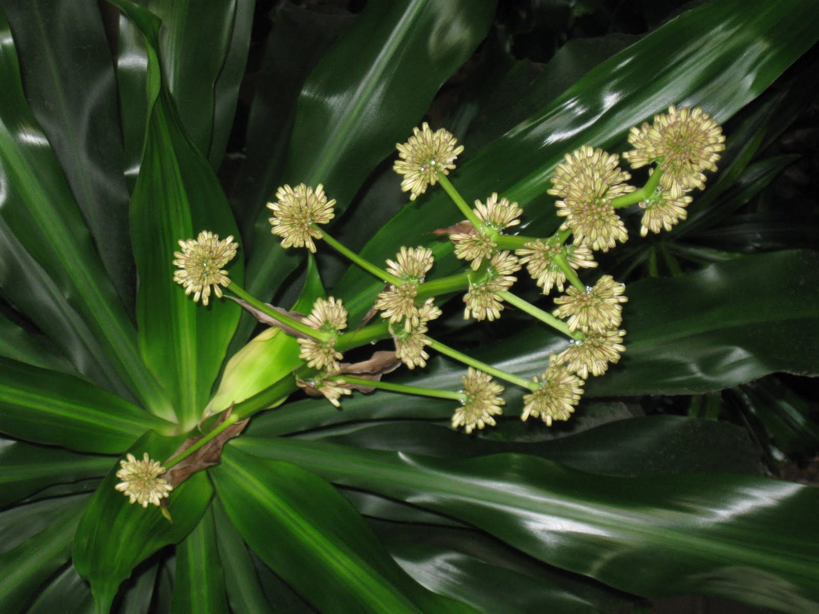 Corn plant with flowers