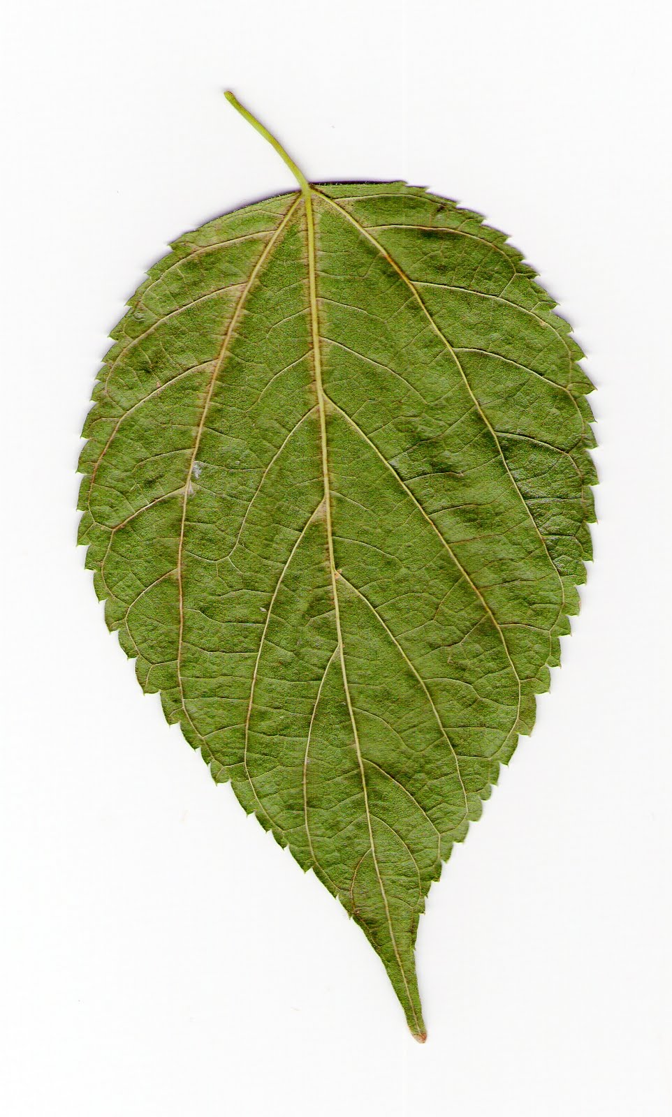 Hoja Hoja