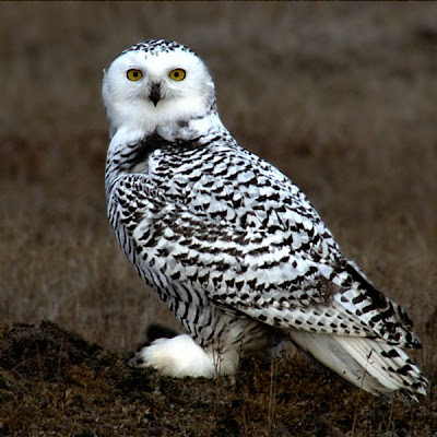 A beautiful Snowy Owl in a picture found at romantic-chateau.com
