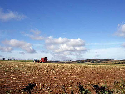 Our neighbours are harvesting their field of corn in October 2008.