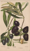 Lækre oliven i stort udvalg