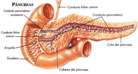 islotes de anatomía del páncreas de langerhans y diabetes