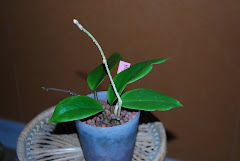 Hoya bicolor