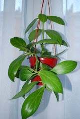 Hoya coloura