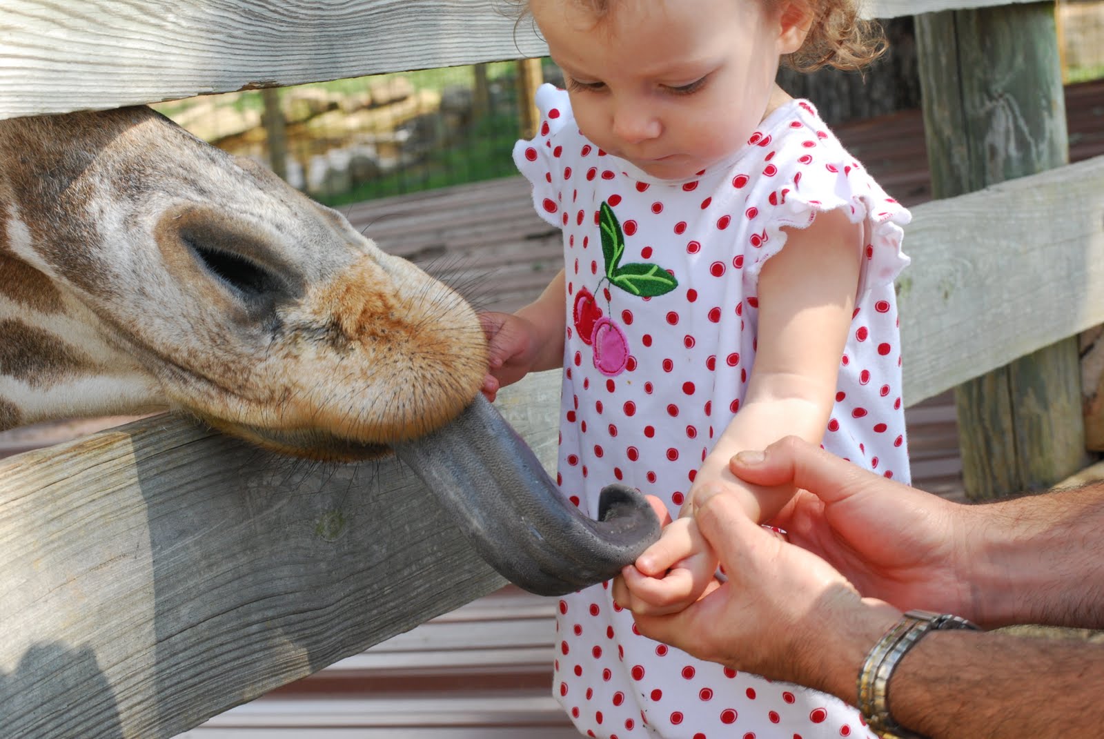 Akers Family Blog: Trip to the Zoo