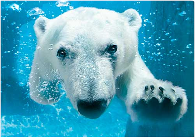 LA%2BTimes%2BTravel%2B%2526%2BDeal%2BBlog%2B-%2BSwimming%2BPolar%2BBear%2B-%2B25%2BMarch%252C%2B2010.png