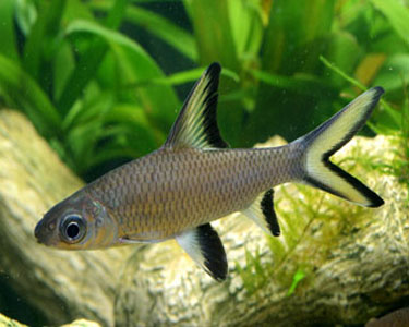 Breeding Bala Shark ~ Breeding Fish