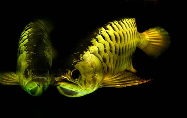 Learn more at arowanafish yolasite com