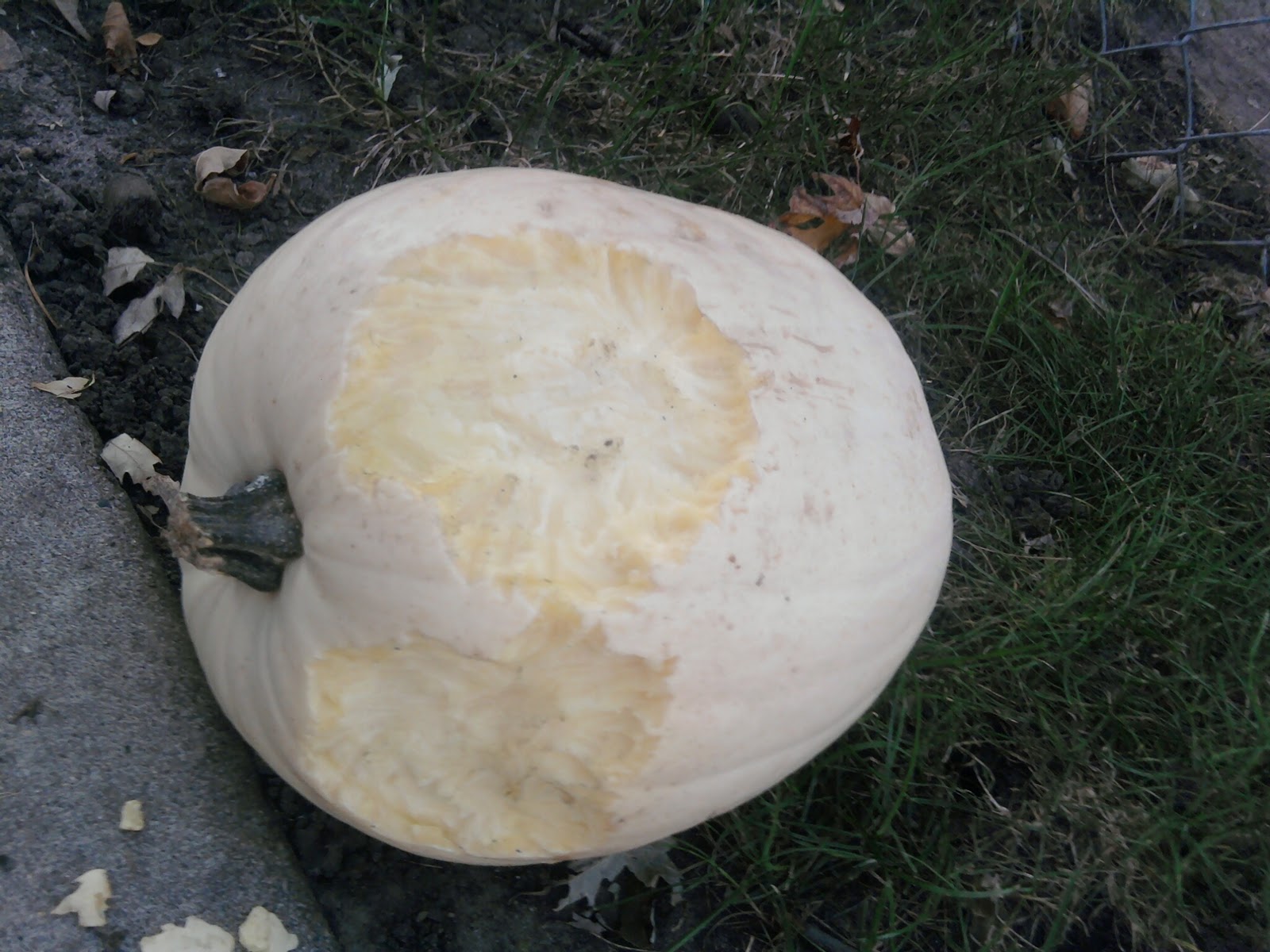 Impressions Pumpkins and Pests