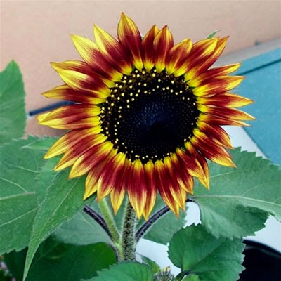 COME COLTIVARE IL GIRASOLE IN VASO E IN GIARDINO