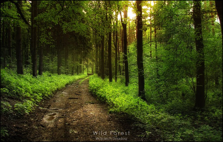 [Wild_Forest_by_Dr4kon.jpg]