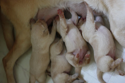 Just in case you thought …Yellow Lab Puppies