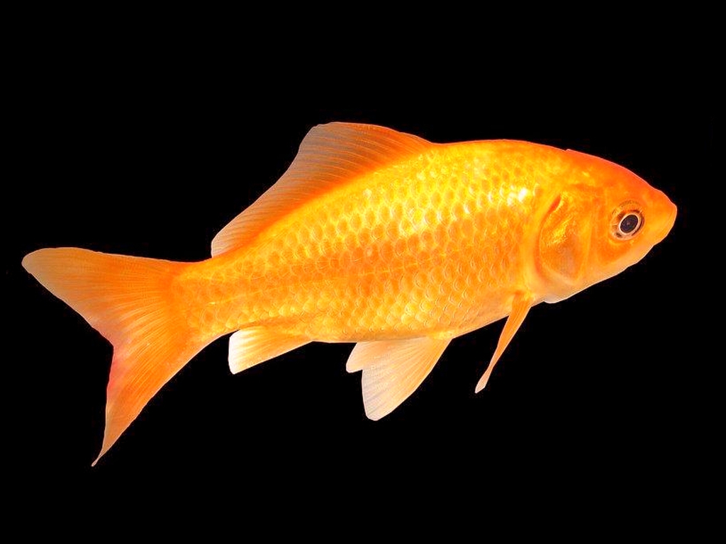 High Definition Photo And Wallpapers: fish pictures,fish photos ...