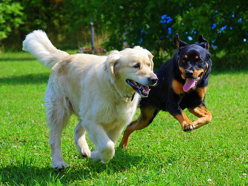 High Definition Photo And Wallpapers dogs puppy,dogs Wolf,dogs Golden Retriever Puppies,dogs