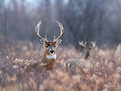 deer definition hunting whitetail computer wallpapers tailed