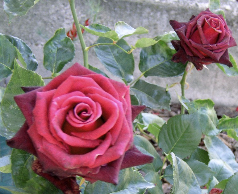 Garden Of Black Roses Lyrics ~ superdesignveloper