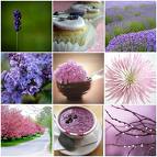 [lavender_uses.jpg]