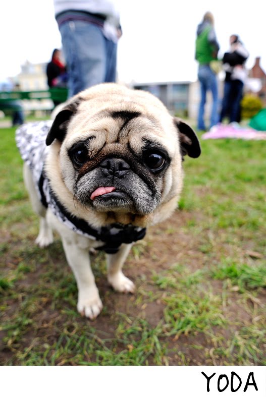 [pugsun2.jpg]