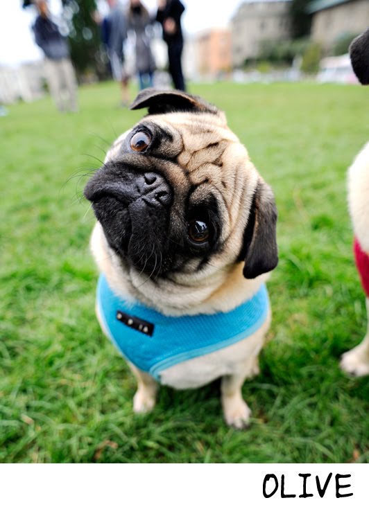 [pugsun1.jpg]