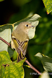 kinglet crowned ruby bird