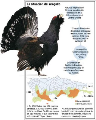 The Capercaillies disappear in Asturias.