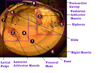 Clam Diagram Clam Diagram