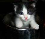 Bottlefed Baby Kitten "Felix"