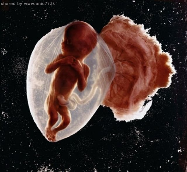 http://4.bp.blogspot.com/_EHi0bg7zYcQ/TIi5f_hizzI/AAAAAAAAAkw/0UEjNbBSG9o/s1600/the_mystery_of_pregnancy_01.jpg