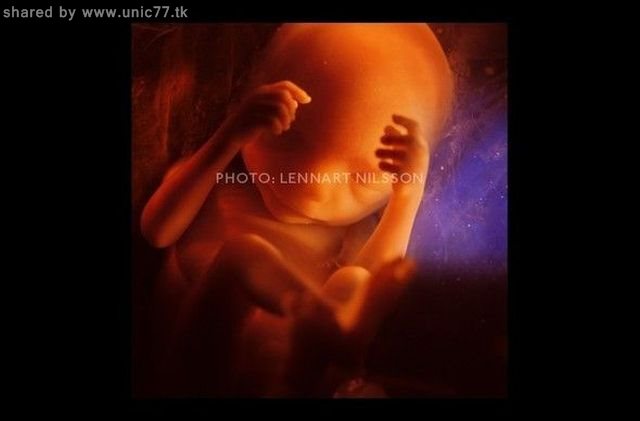 http://4.bp.blogspot.com/_EHi0bg7zYcQ/TIjeVNYt5lI/AAAAAAAAAnQ/ClaJ3y9TKoE/s1600/the_mystery_of_pregnancy_20.jpg