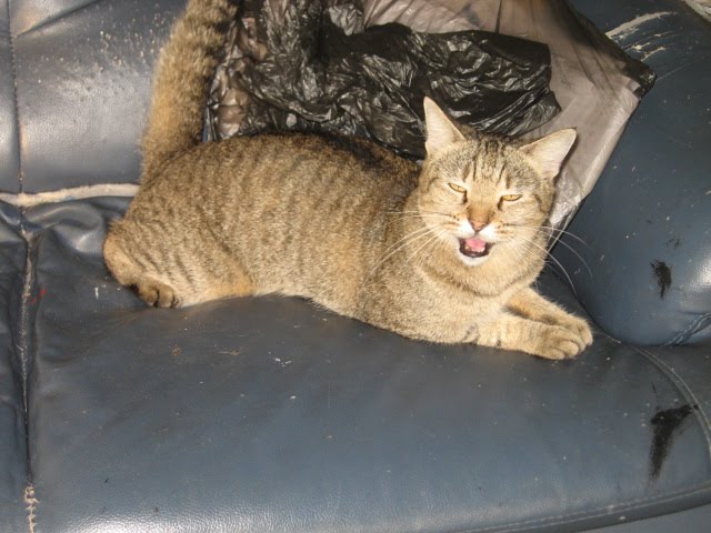 Why are you snapping my photo ?