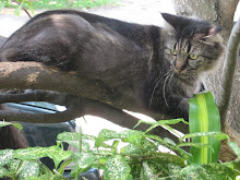 Tring to catch a bird on the mango tree