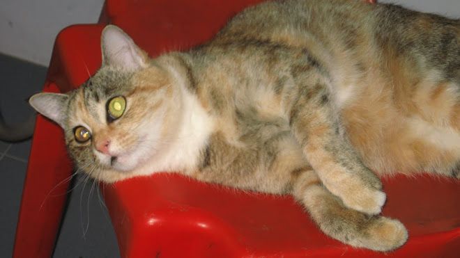 Livo hotel cat