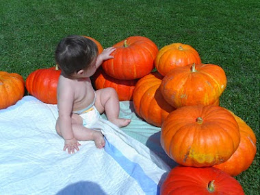 ROSES  OU CITROUILLES .