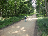 le charme  de  la  foret.