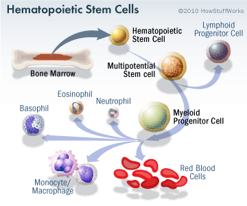 use of stem cells on ageing prevention Stem cell aging and exhaustion are considered important drivers of organismal if started early in life, metformin treatment increases life span and postpones. use of stem cells on ageing prevention Stem cell aging and exhaustion are considered important drivers of organismal if started early in life, metformin treatment increases life span and postpones.