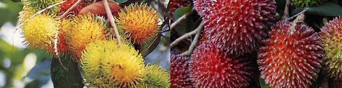 Pokok Rambutan