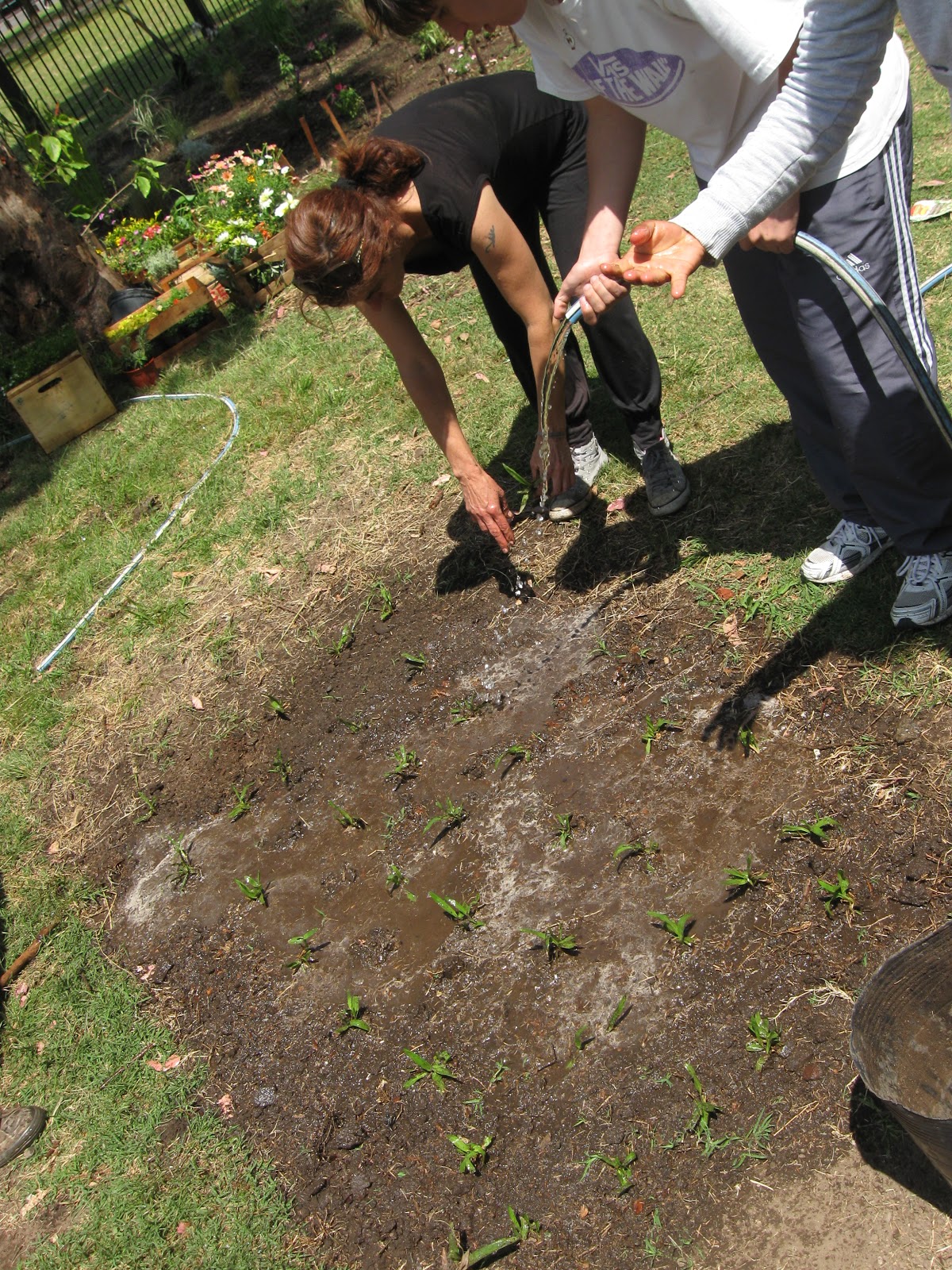 Jardines EEMN2: Practico Césped