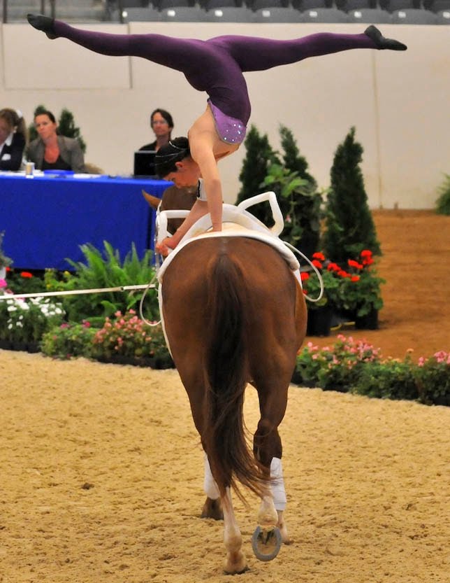 Vaulting Horse Gymnastics