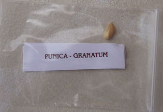 Punica Granatum