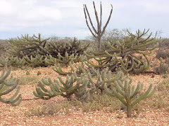 A ocorrência das cactáceas na caatinga